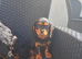 KC & DNA parents . Cavalier  puppies
