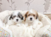 Adorable Shih Tzu Puppies