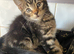 Male kittens ready now