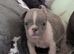 French bulldog puppies