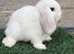 Pure breed mini lops bucks