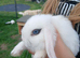 Female mini lops
