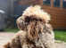 CHOCOLATE MERLE TOY POODLE STUD