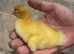 Indian Runner Ducklings