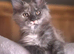 2 Beautiful Maine Coon Kittens