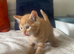 1 Left !! beautifull kittens!! Ready Now !