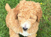 Golden Doodles , 2little girls available , all raised in a family home ! Really worth coming to see them