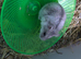 Hamster