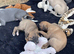 Whippet Puppies