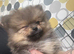 1boy poms