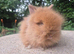 Stunning Teddydwerg babies for sale- parents imported