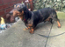 Dachshund