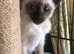 Pure Tradition Siamese Kittens
