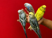 Super silly hand tamed baby budgies for sale