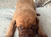 3 presa pups