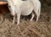 Mini Shetland filly foal