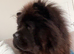 2 year old male chow chow