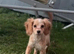 F2 cockapoo ready to leave