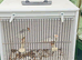 Lesser redpoll pair.