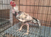 aseel Shamo cock