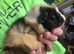 Beautiful unusual guinea pigs