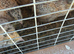 Italian colour coturnix quails