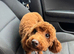 ️Deep Red Toy Poodle
