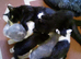 Kittens for sale