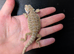 Male baby bearded dragon
