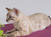 Bengal Snow White Male Kitten.