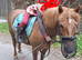 12.2 9 year old dartmoor hill pony