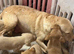 akita puppy for sale