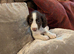 English Springer Spaniel