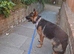 Lovely German Shepherd x