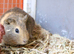 Smooth coat guinea pig male