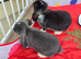 Pedigree french lop
