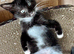 ***RAGDOLL CROSS BOY READY NOW***