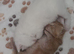 Adorable Kittens Looking for Their Forever Homes