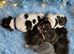 RKC registered French bulldog puppy