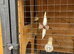 Bengalese Finches , 2 yrs old
