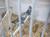 Young budgies