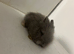 4 lion head rabbits- 9 week old