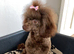 Kc registered TOY POODLE puppies