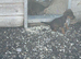 Jack Russell litter