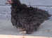 2 bantam chickens