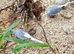 Proven Diamond Dove pair with 1 of their fledged chicks