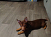 Female jack Russell