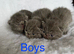 Exotic Shorthair Kittens For Sale