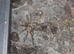 M.BALFOURI 5 for £120