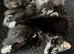 2 beautiful kittens left looking for their forever loving home